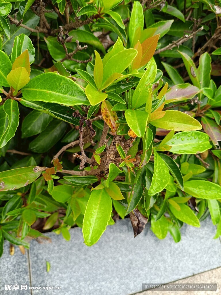 绿叶植物近景特写
