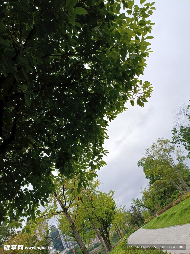 绿荫下的宁静小路