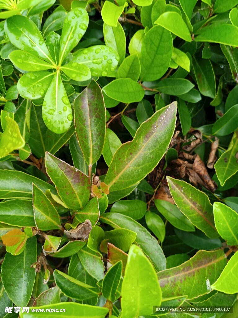 翠绿繁茂的绿植特写