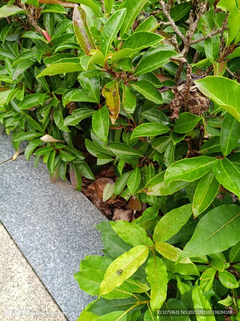 路边翠绿繁茂的植物景观