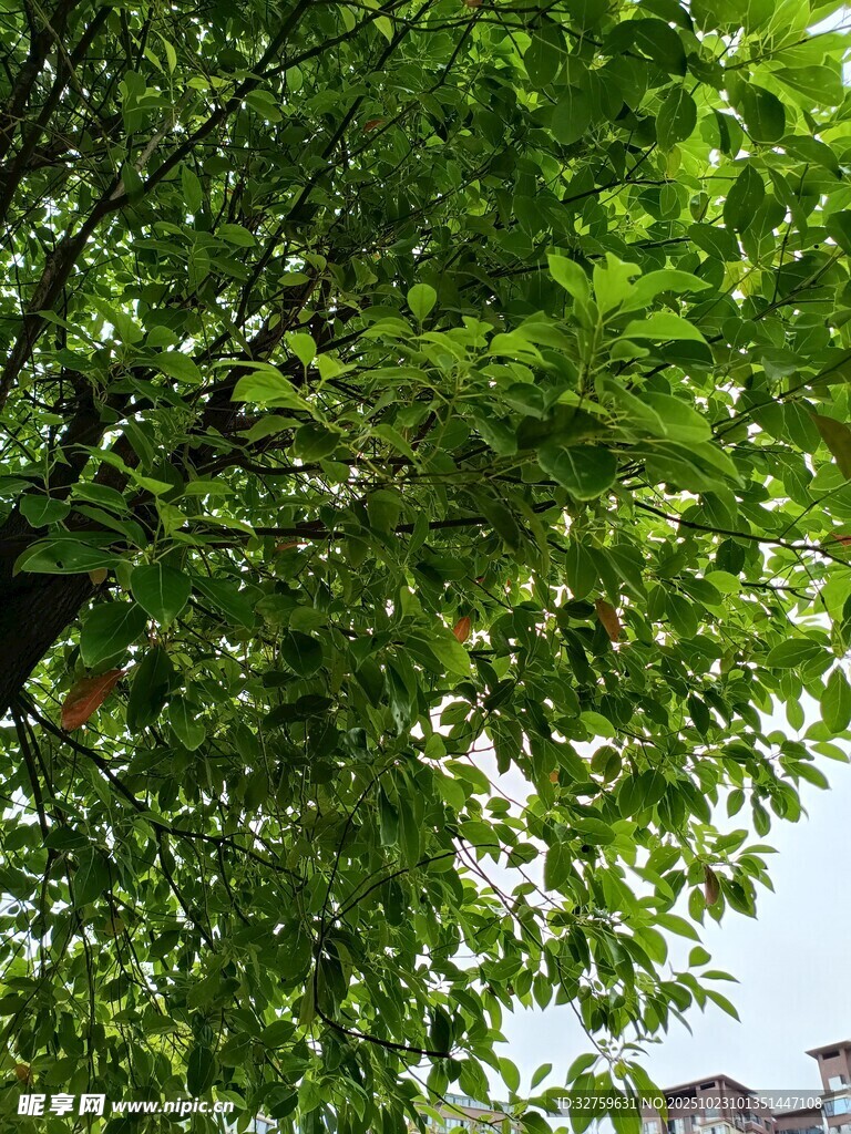 绿叶繁茂的树冠