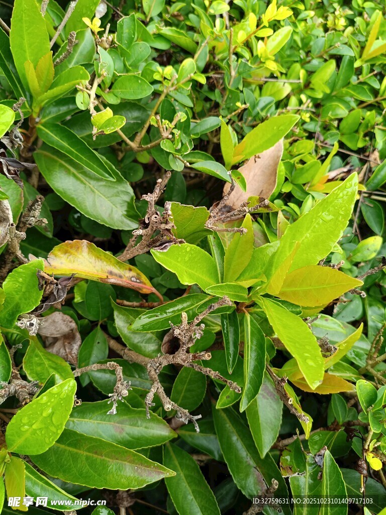 翠绿繁茂的多样植物景观