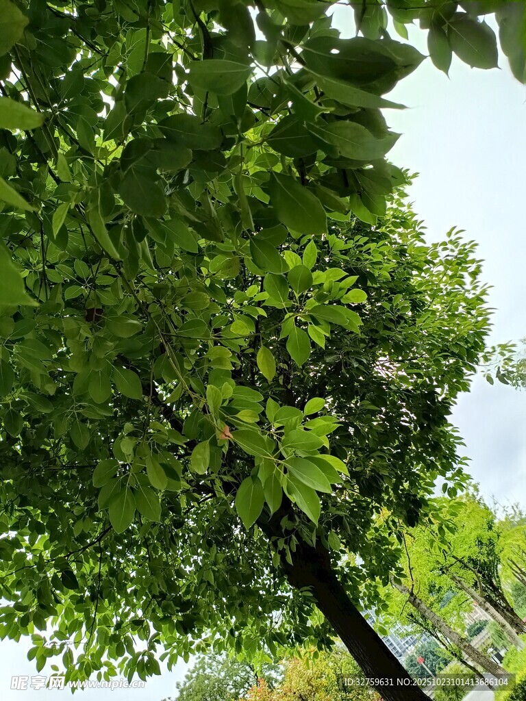 绿叶繁茂的树木