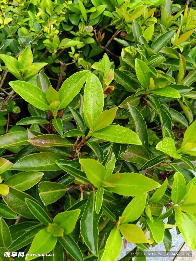 翠绿繁茂的绿植叶片