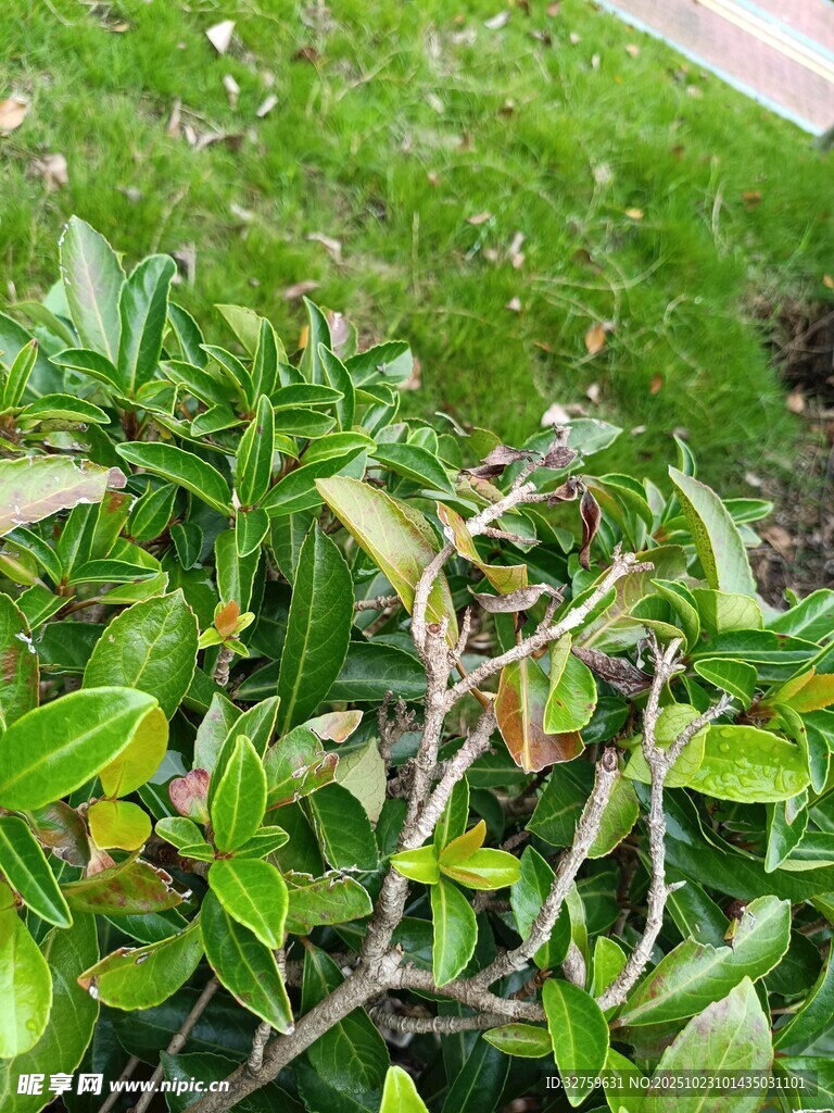 绿叶繁茂的植物景观