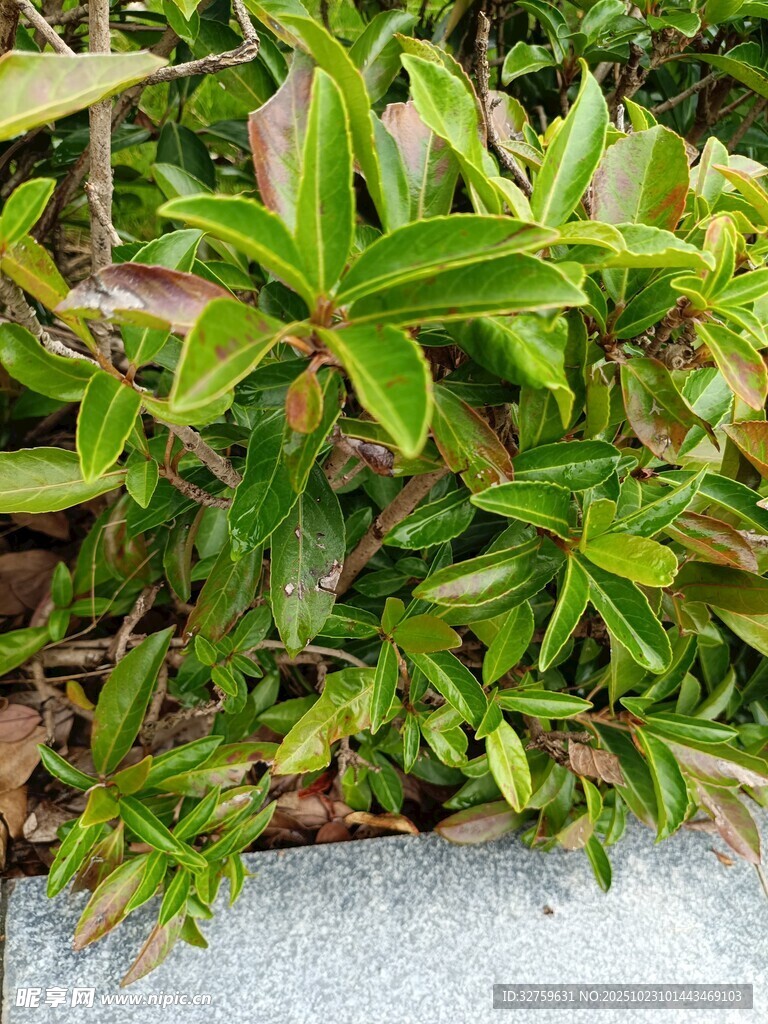 翠绿多彩的丛生植物