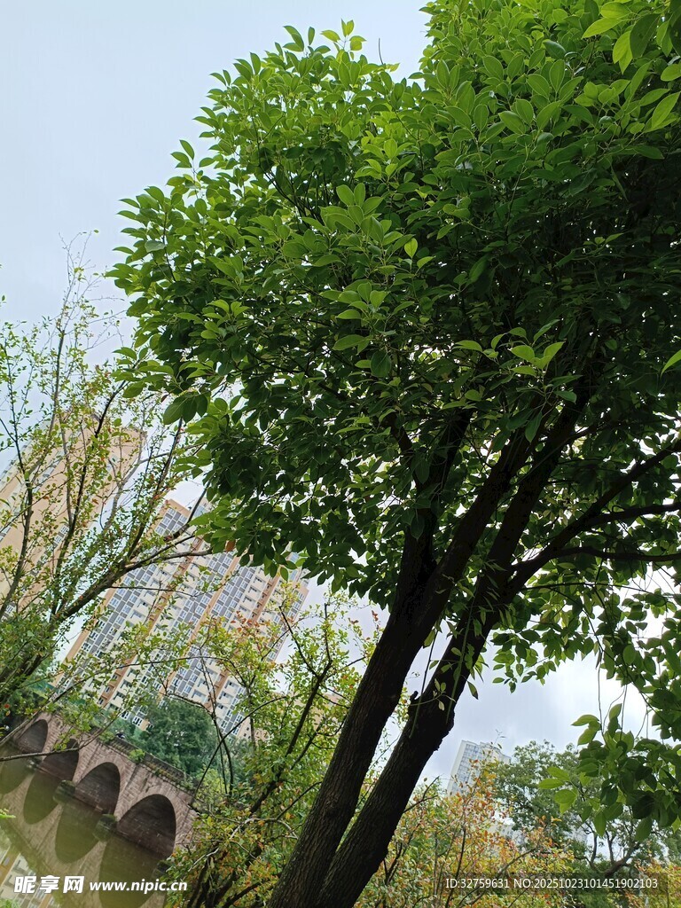 绿树成荫的户外景致