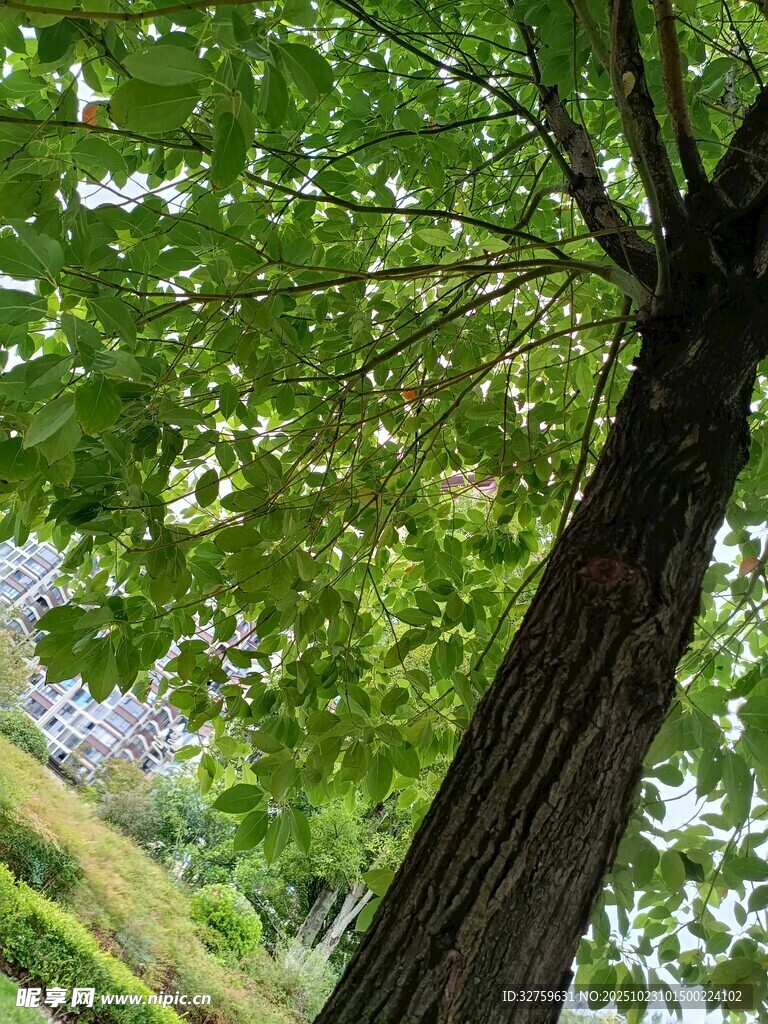 仰视葱郁大树