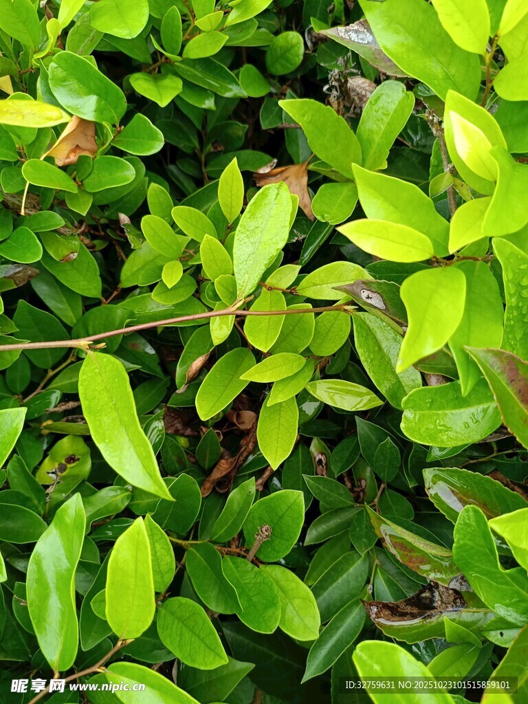 翠绿繁茂的叶片景观