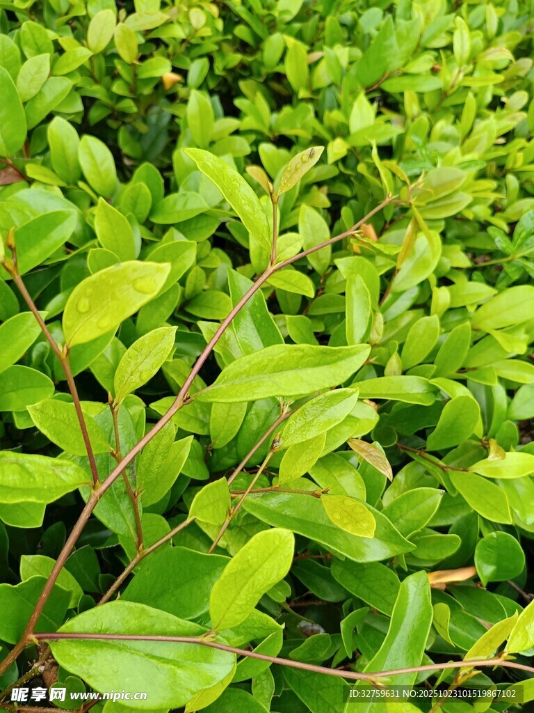 翠绿繁茂的叶片植物