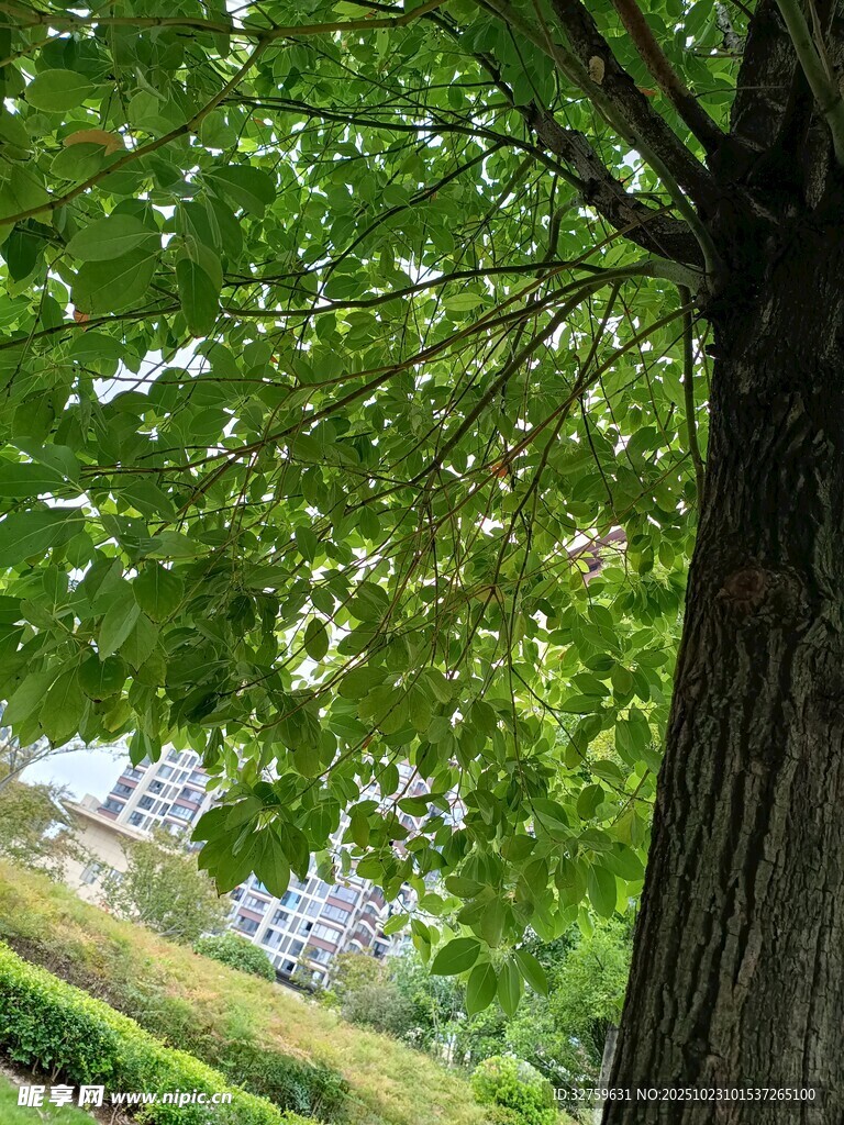 树下绿意盎然的自然景致