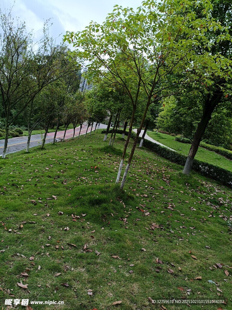 城市绿地中的树木与草地