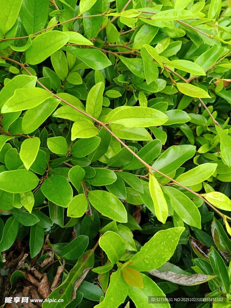 翠绿繁茂的生机植物