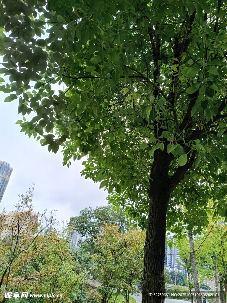 绿树成荫的户外景致