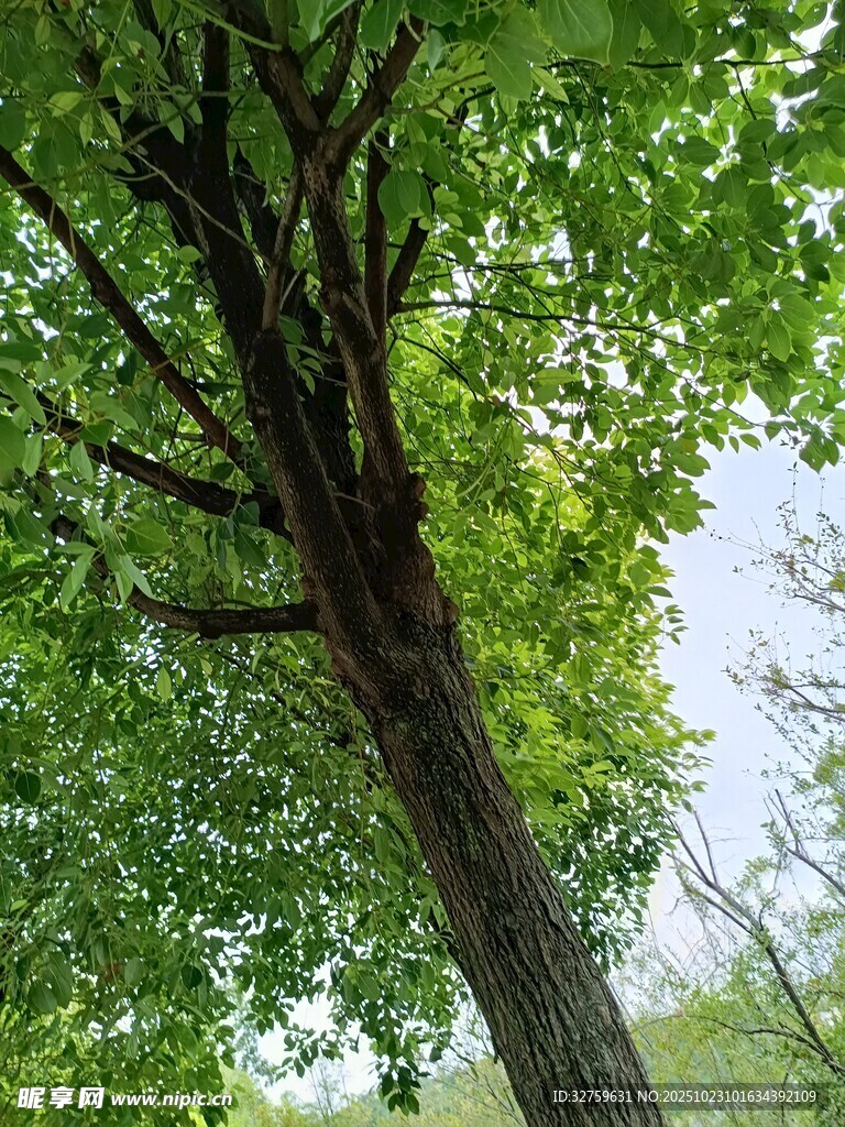 仰视葱郁大树