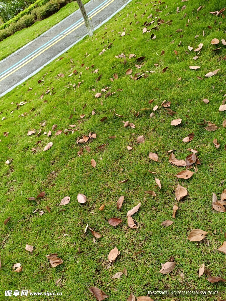 路边草地散落枯黄树叶