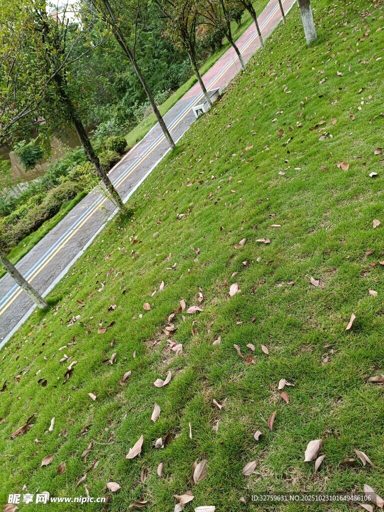 路边翠绿草地与散落树叶