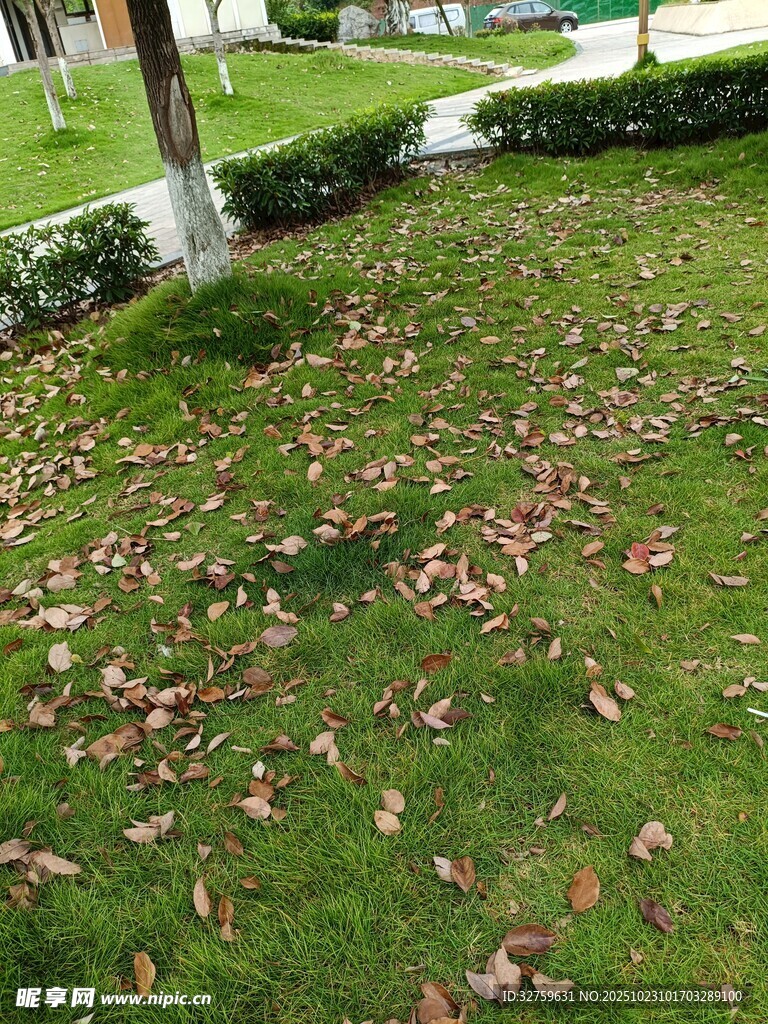 草坪上散落的枯黄落叶