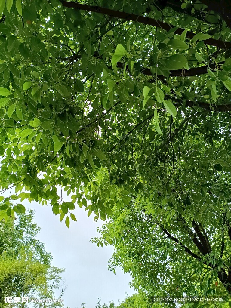 仰视翠绿繁茂的树冠