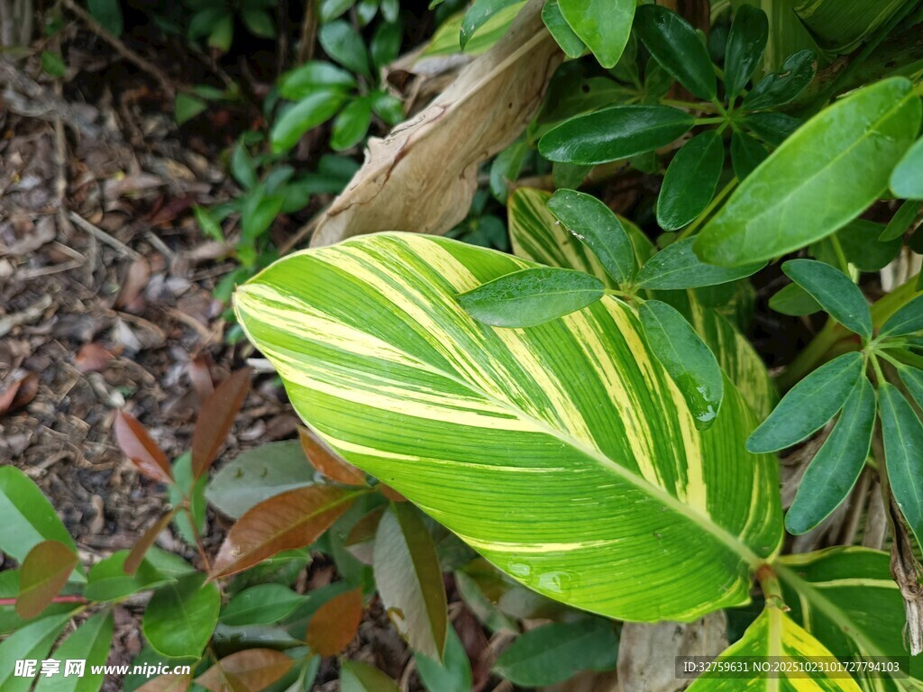 黄绿条纹叶片的翠绿植物