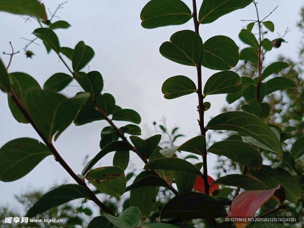 心形叶片植物特写