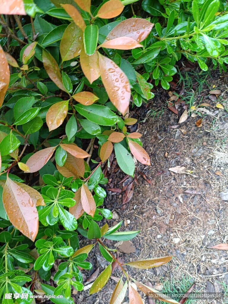多彩叶片的地面绿植景观