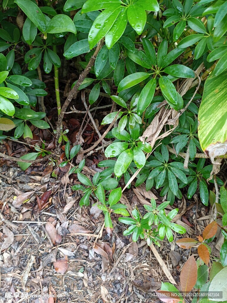 繁茂绿植下的地面景象