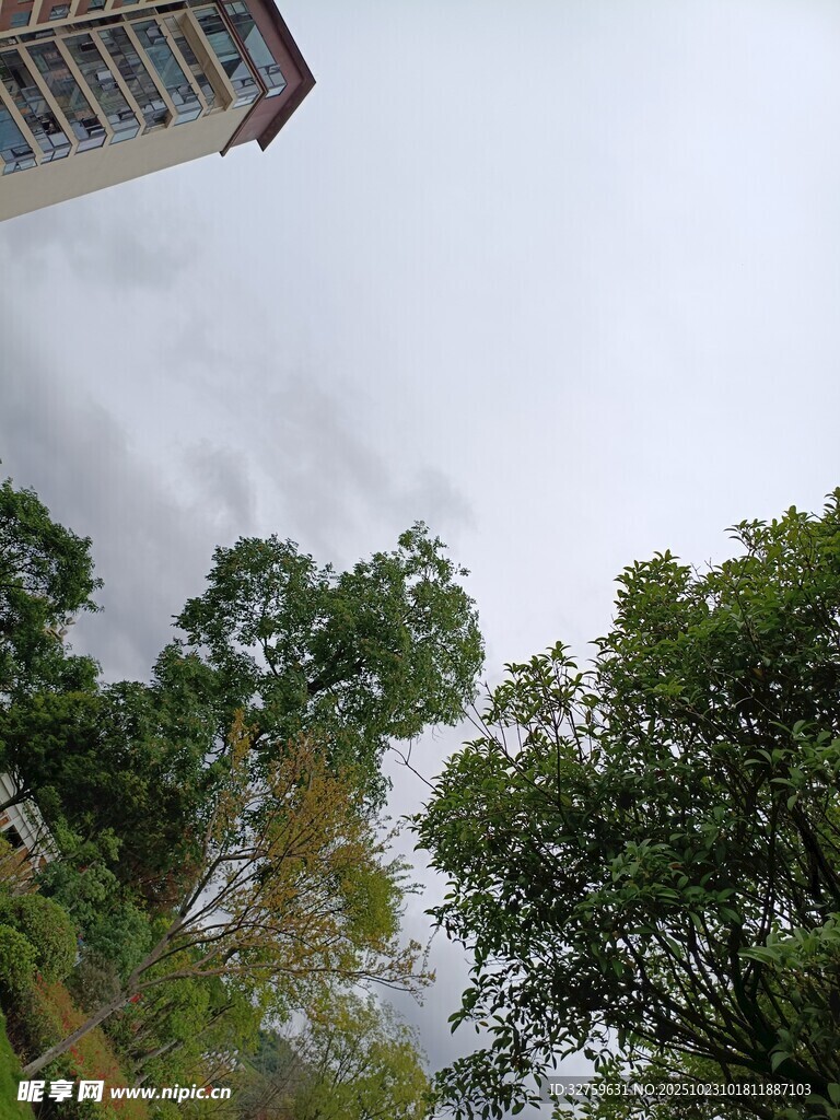 高楼旁的葱郁绿树景观