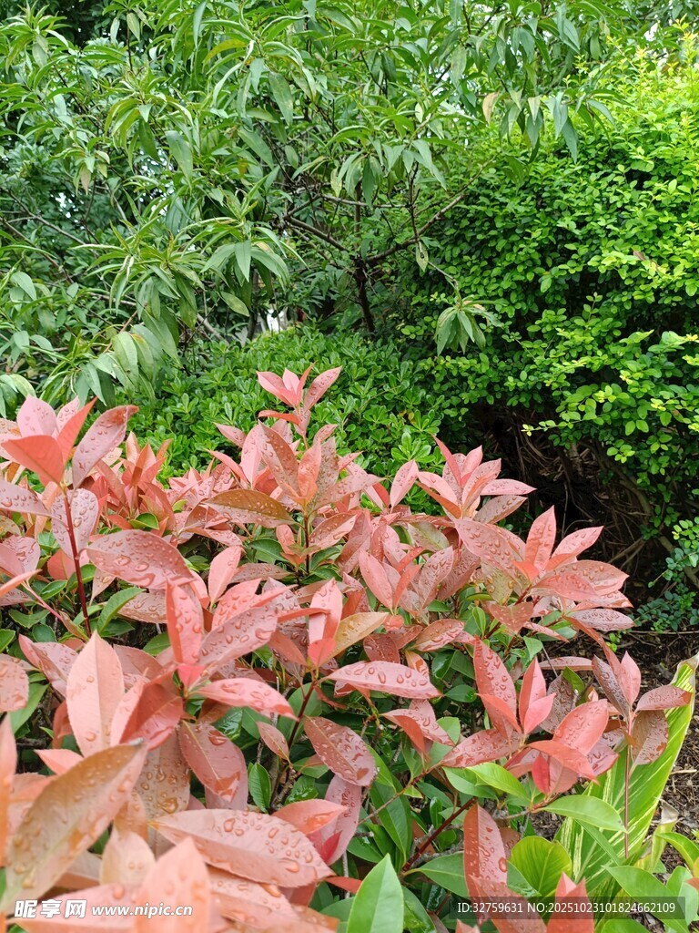 红叶植物与绿叶相映成趣
