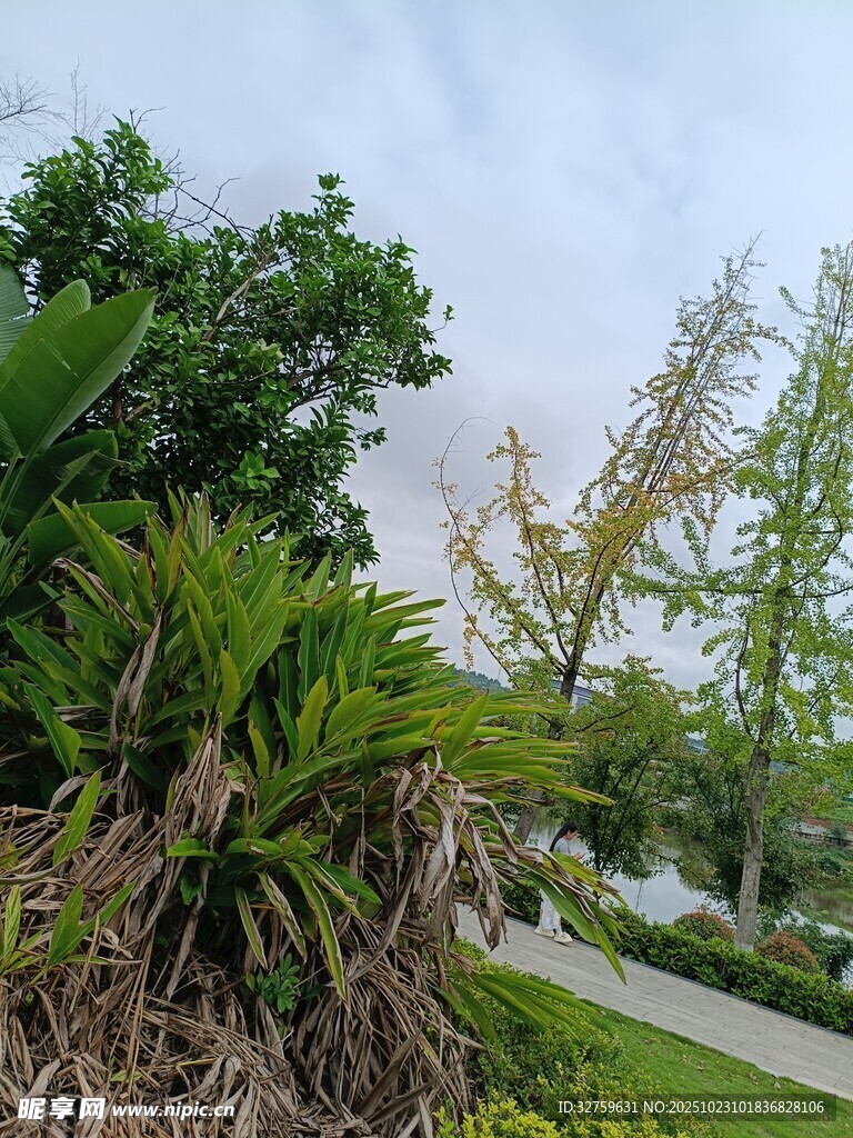 户外绿植景观