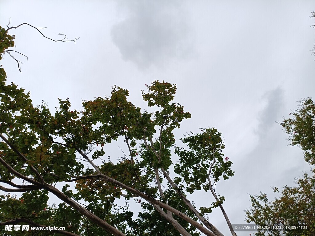 枝叶繁茂的绿树