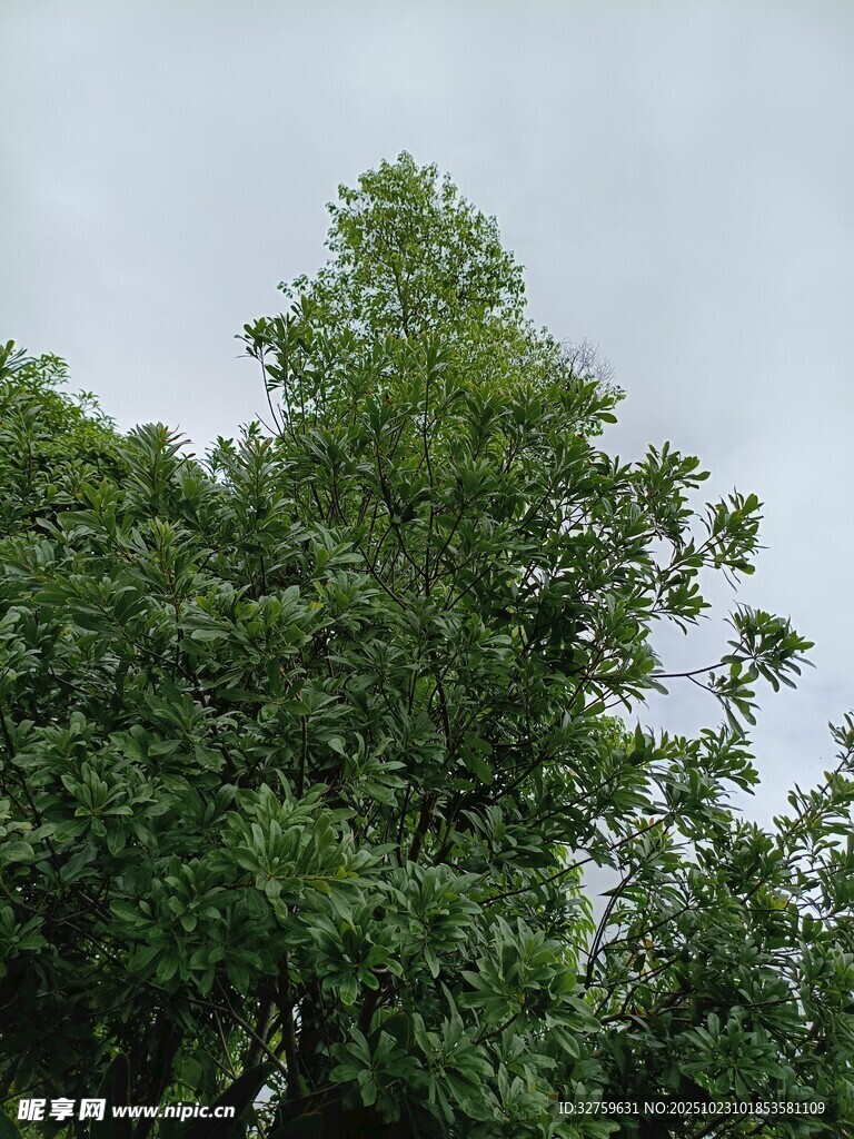 茂密绿树与灰蓝天际
