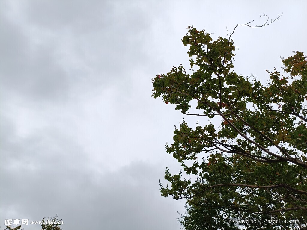 阴天中的繁茂绿树