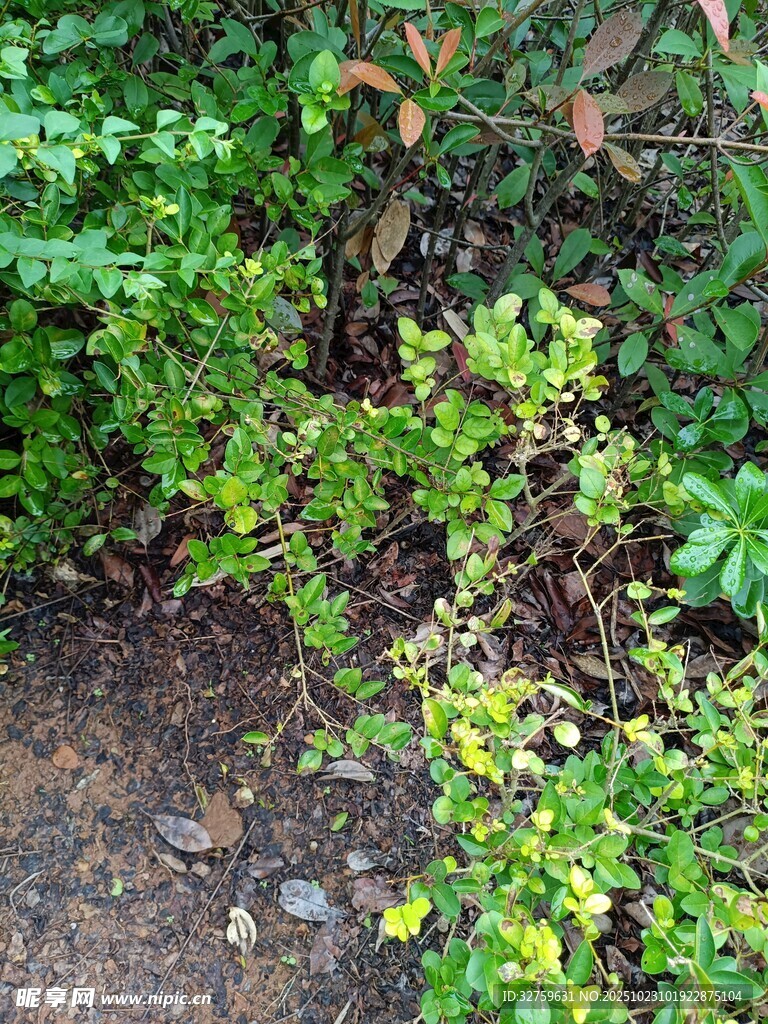 绿意盎然的灌木丛