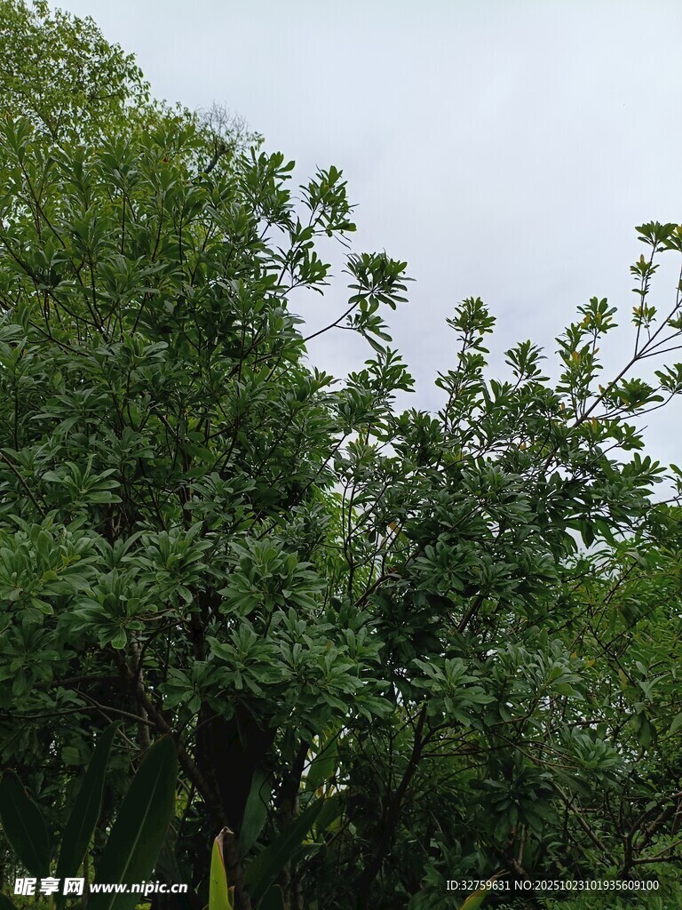 郁郁葱葱的繁茂树林