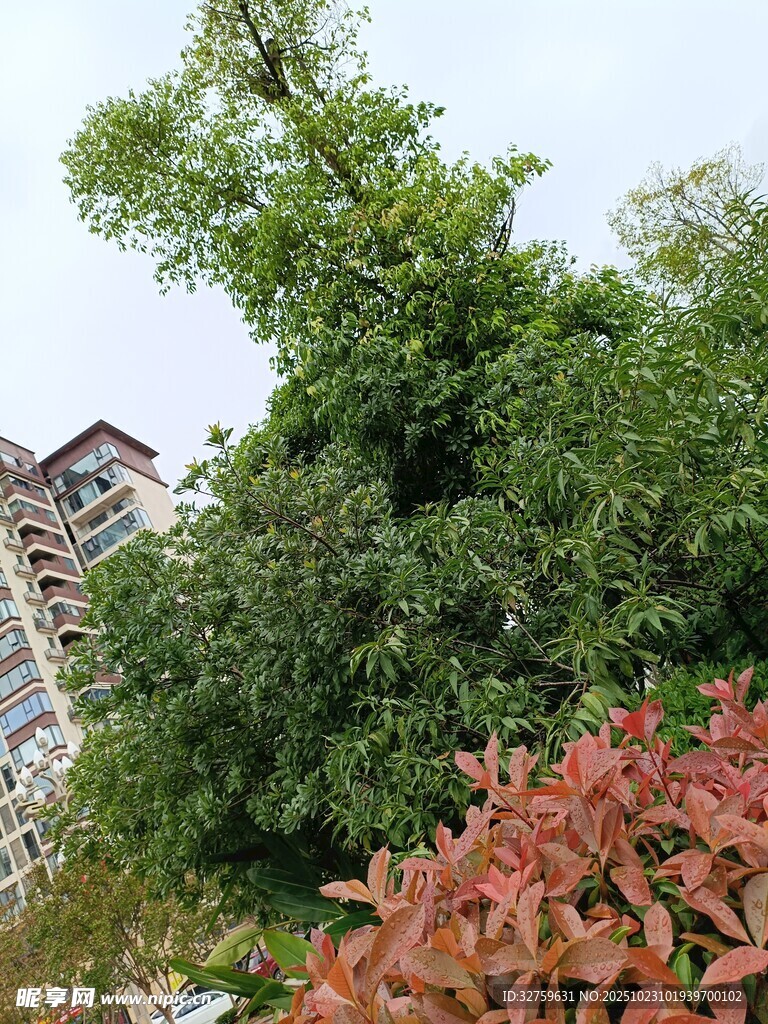 城市中繁茂绿植与建筑景观