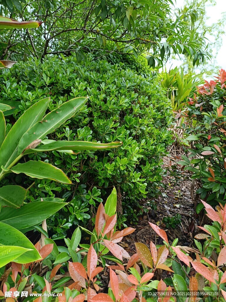 繁茂绿植景观