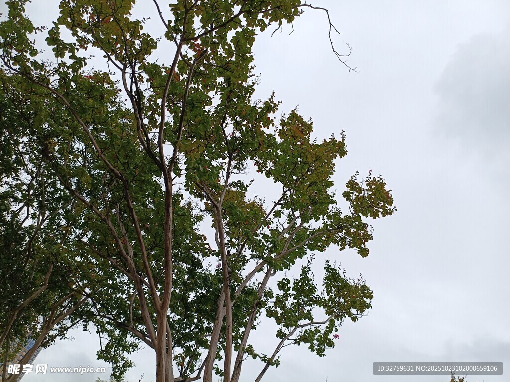绿树映衬下的朦胧天空