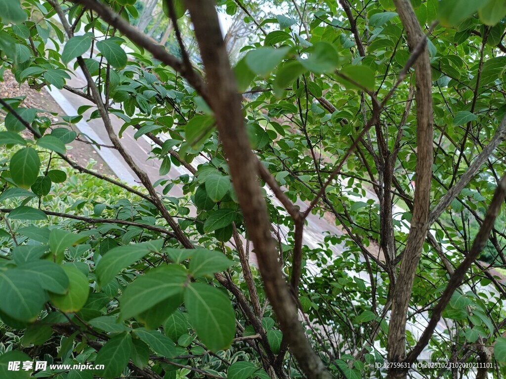 繁茂绿植中的细长枝干