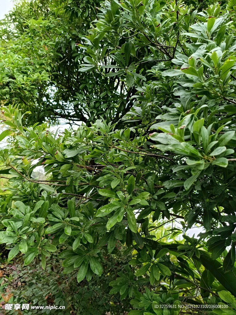 繁茂绿叶间的清新景致