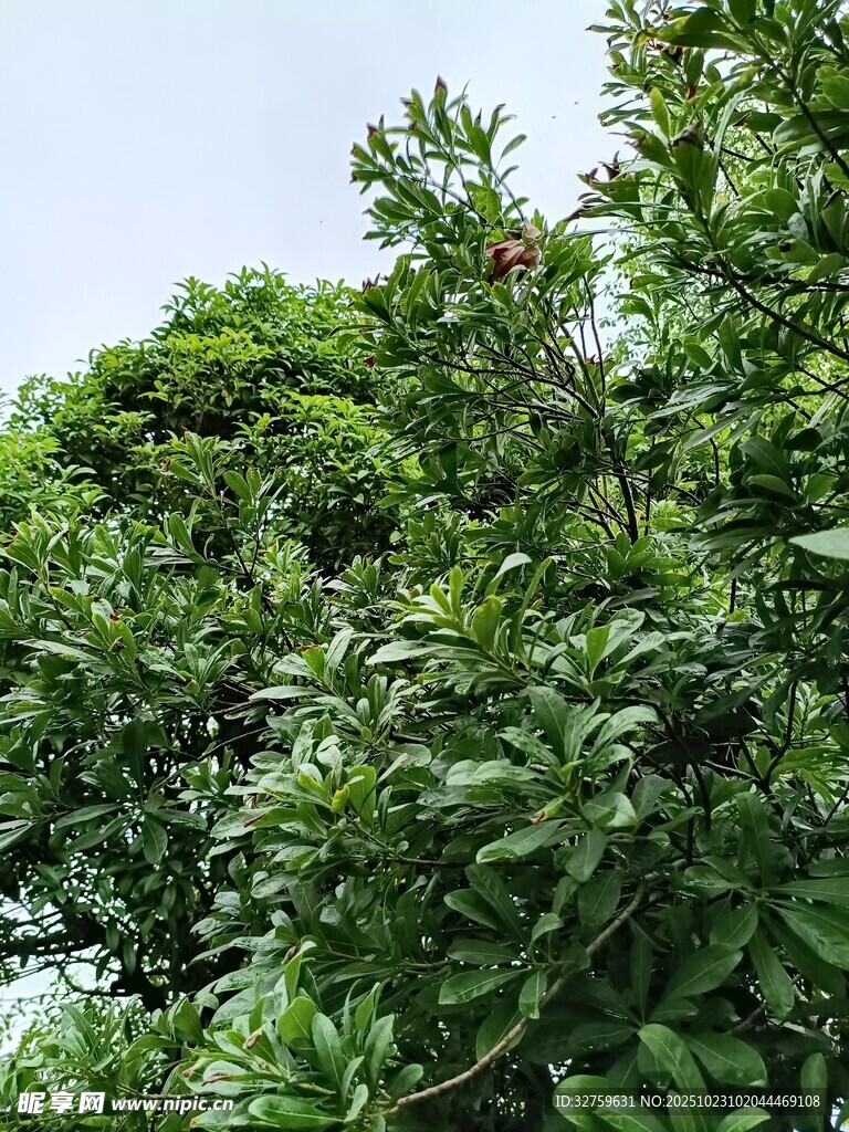 繁茂绿树 