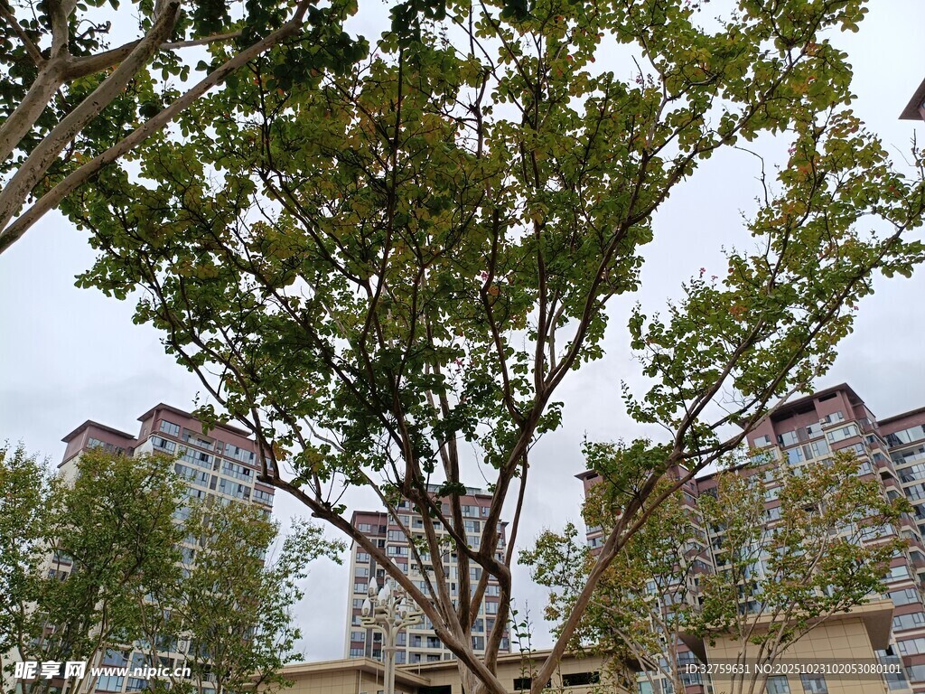 城市中茂盛的绿树景观
