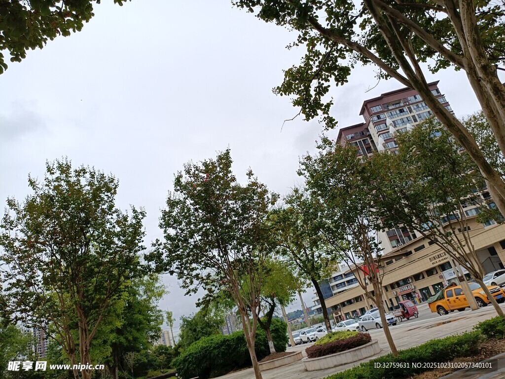 城市街道旁的绿树景观