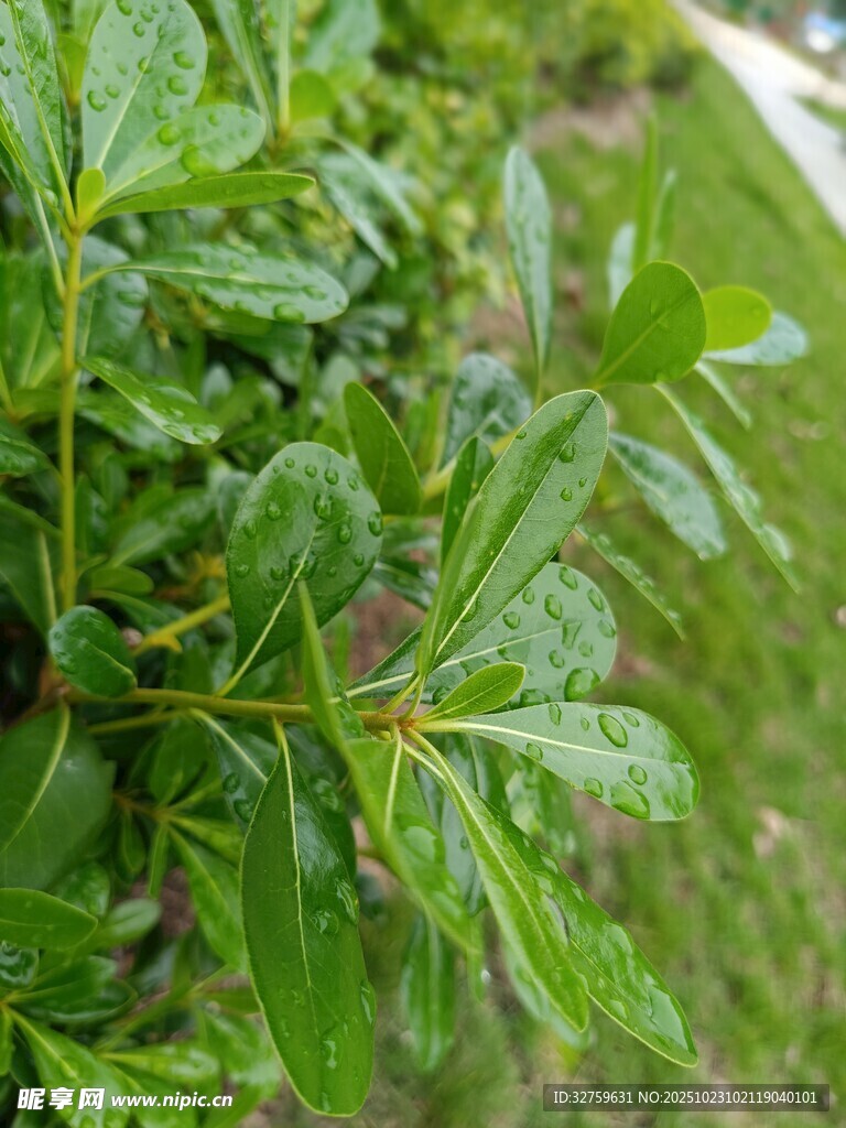 绿叶上的水珠与蓝果
