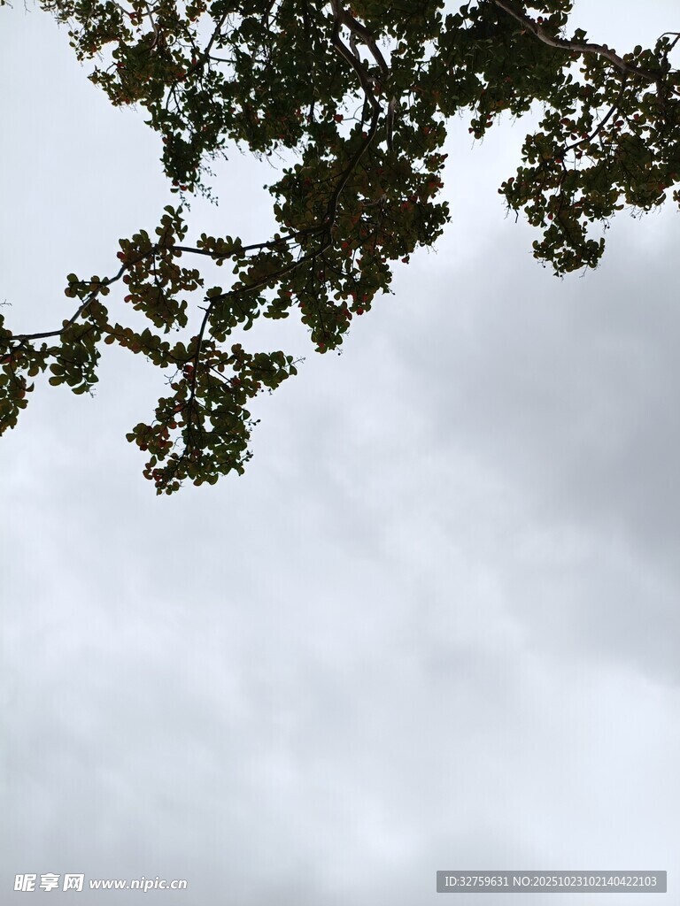 枝叶间的天空