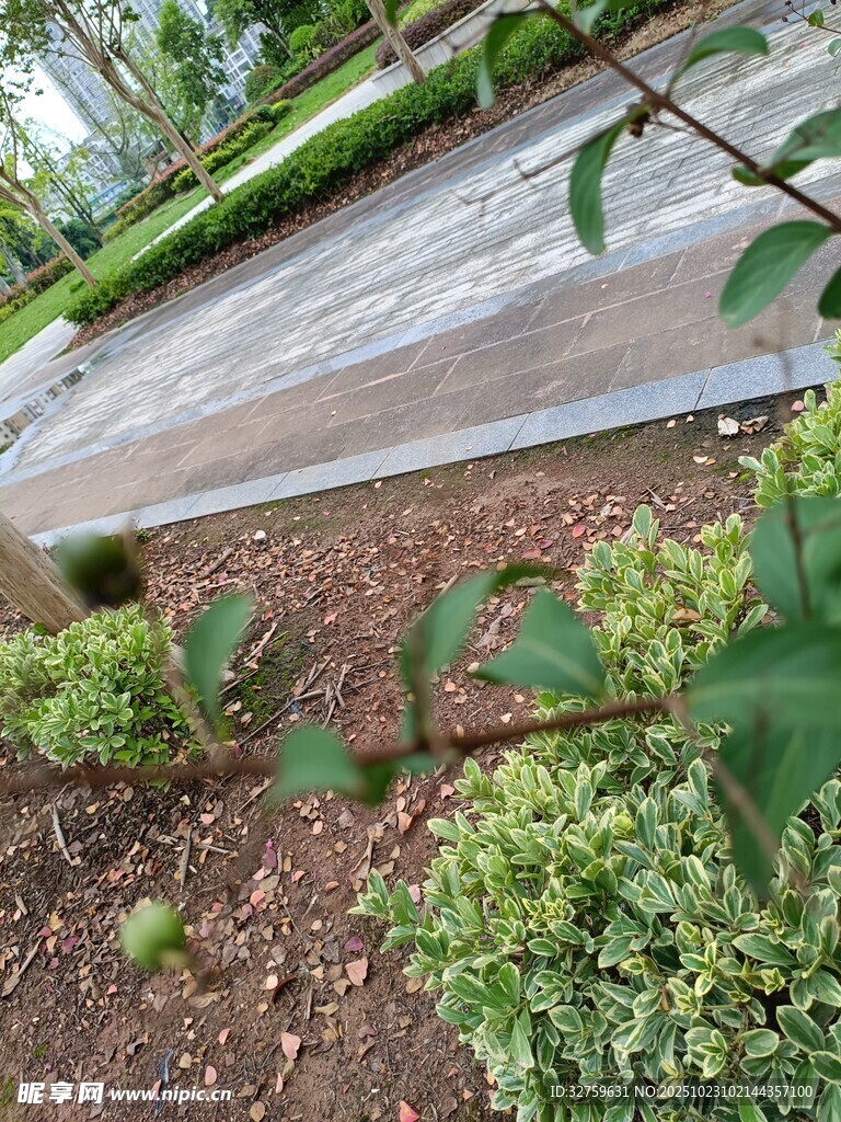花园中的绿植与透明遮盖物