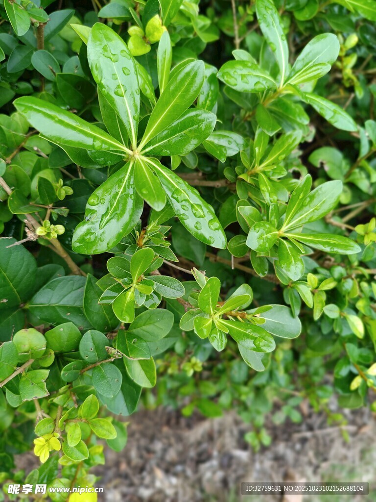 翠绿茂盛的绿植叶片
