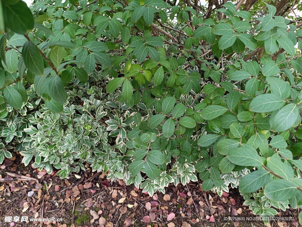 绿叶丛生的地面植物