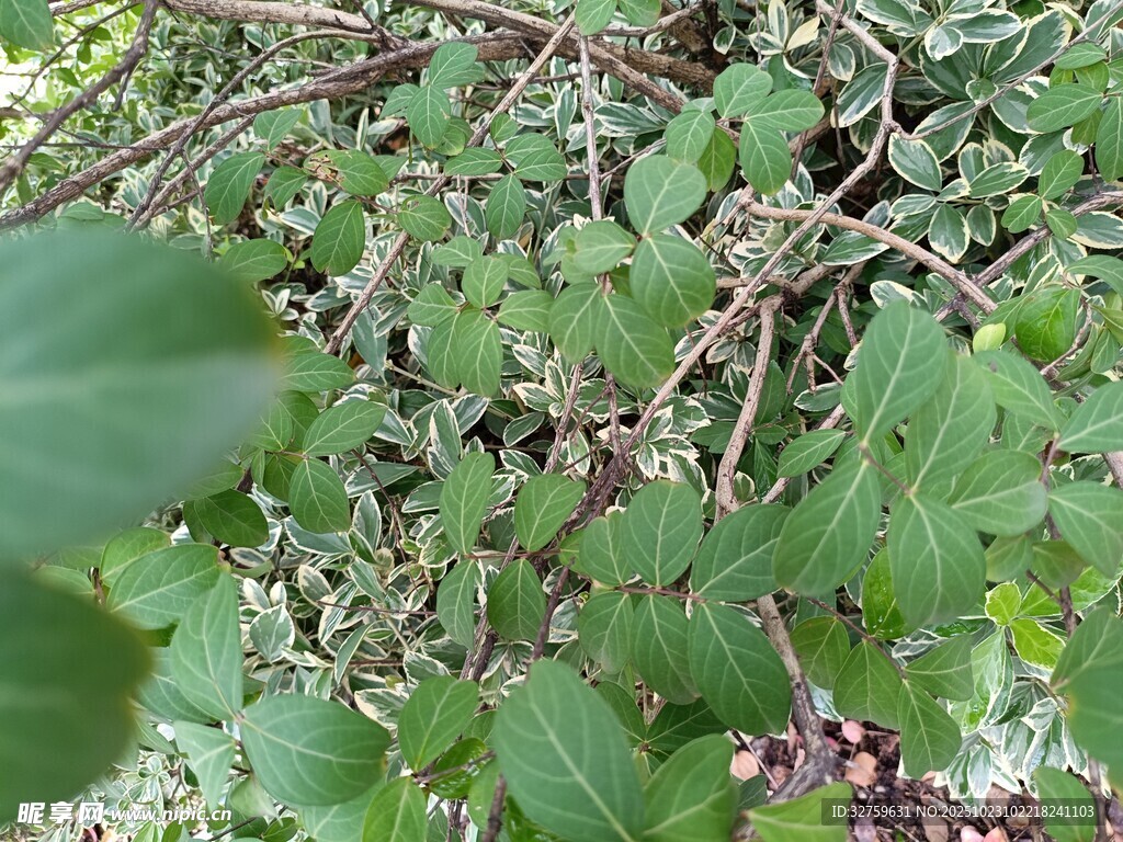 繁茂绿植特写