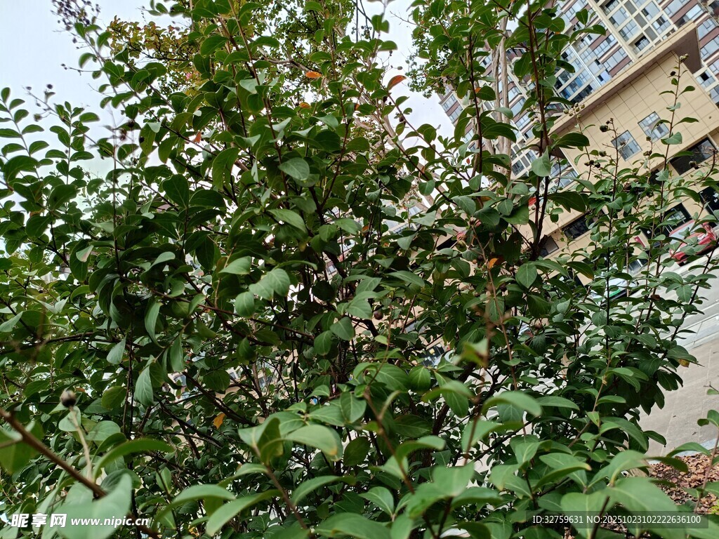 绿叶繁茂的户外植物景观